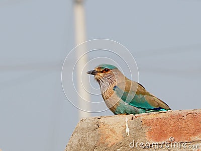 Closeup shot of a cute little roller bird on the stone with blurred background Stock Photo