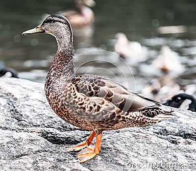 Closeup shot of a cute mallard duck standing on a rock in the middle of a lake Stock Photo
