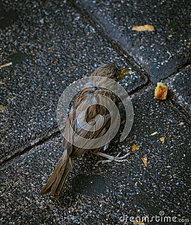 Closeup shot of a cute passerines standing on the wet asphalt Stock Photo