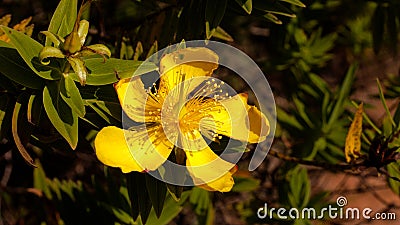 Closeup shot of a cute Perforate St John`s-wort under the sunlight Stock Photo