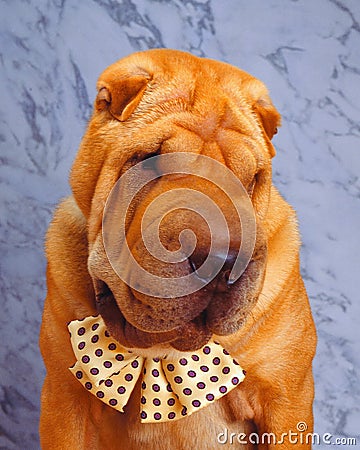 Closeup shot of a cute Shar-Pei dog wearing a bow tie with a blurred background Stock Photo