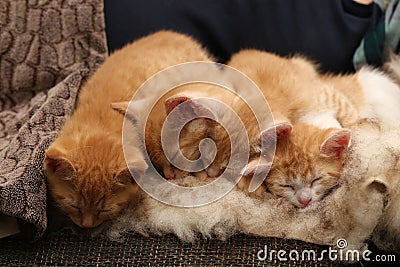 Closeup shot of cute sleeping baby orange kittens Stock Photo