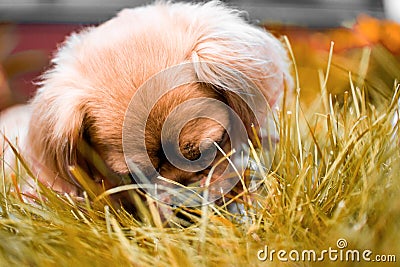 Closeup shot of a cute sleepy adorable domestic brown puppy laying in the grass Stock Photo