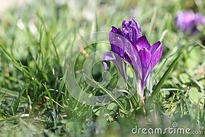 Closeup shot of a cute snow crocus under the sunlight Stock Photo