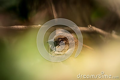 Closeup shot of a cute sparrow bird peeking from blurred tree leaves Stock Photo