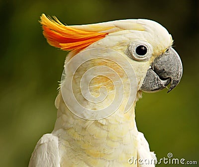 Closeup shot of a cute Sulphur-crested cockatoo on blurred background Stock Photo