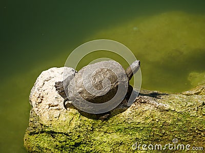 Closeup shot of a cute turtle on a mossy rock Stock Photo