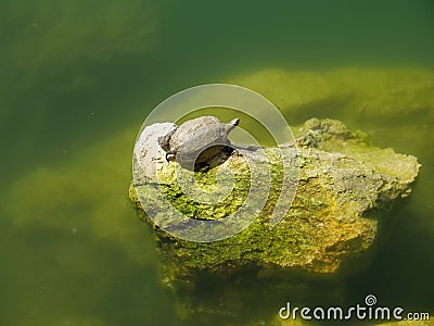 Closeup shot of a cute turtle on a mossy rock Stock Photo