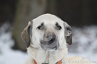 Closeup shot of a cute white dog with droopy ears Stock Photo