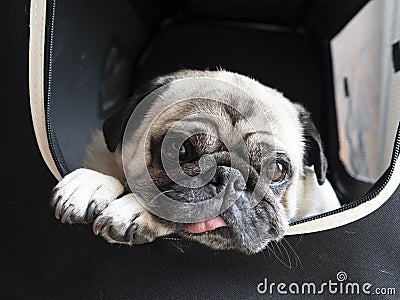 Closeup shot of a cute white mops puppy Stock Photo