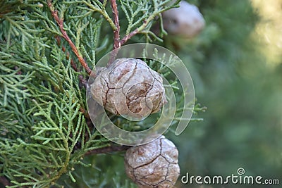 Closeup shot of cypress cones Stock Photo