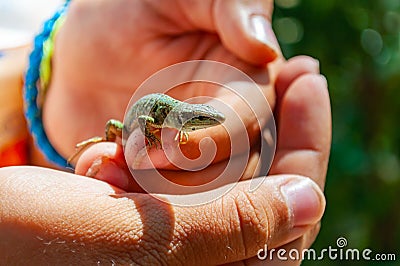 Closeup shot of Dalmatian wall lizard Podarcis melisellensis in the family of Lacertidae sitting on the fingers of human hands in Stock Photo