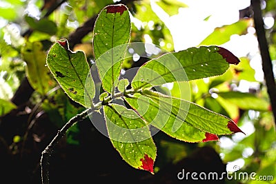 Closeup shot of damaged tree leaves in a rainforest in Ecuador Stock Photo