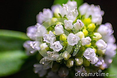 Closeup shot of details on blooming field penny-cress flowers Stock Photo