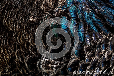 Closeup shot of the details of the colorful feathers of a blue Indian peafowl Stock Photo