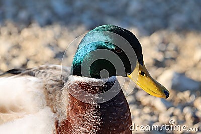 Closeup shot of details on a green mallard duck face Stock Photo