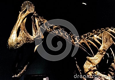 Closeup shot of a dinosaur skeleton in the Chicago field museum. Editorial Stock Photo