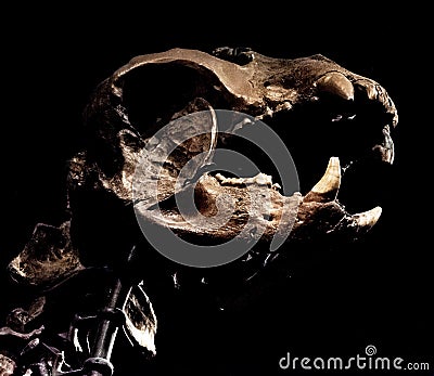 Closeup shot of a dinosaur skeleton in the Chicago field museum. Editorial Stock Photo