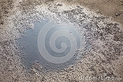 Closeup shot of a dirty puddle in the middle of a park during a sunny day Stock Photo