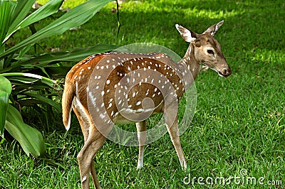 Dot deer Stock Photo