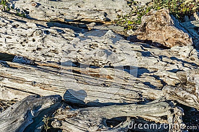 Coastline Driftwood Macro 3 Stock Photo