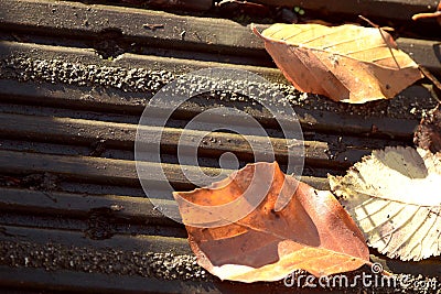 Closeup shot of dry autumn leaves on a wooden surface Stock Photo