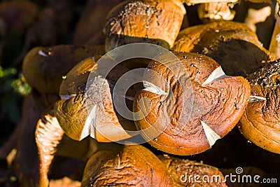 Closeup shot of edible shitake fungus and mushroom in a forest Stock Photo