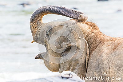 Closeup shot of an elephant cleaning himself Stock Photo