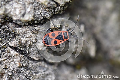 Closeup shot of a European firebug on a stone surface Stock Photo