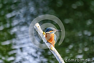 Closeup shot of a European Kingfisher near Lakenheath Fen, Suffolk,UK Stock Photo