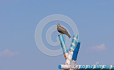 Closeup shot of a falcon on a blue stick on the sky background Stock Photo