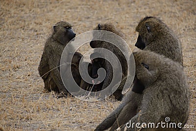 Closeup shot of a family of baboons in the Serengeti National Park in Tanzania Stock Photo