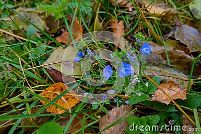 Closeup shot of flaxes flowers growing on the ground among green grass and autumn fallen leaves Stock Photo