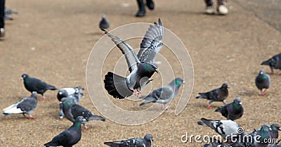 Closeup shot of a flock of pigeons in a park Stock Photo