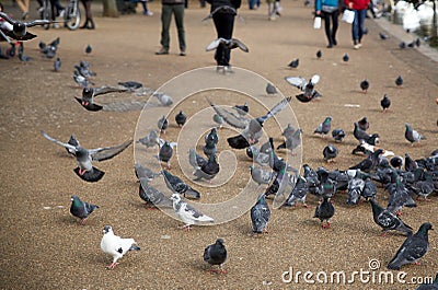 Closeup shot of a flock of pigeons in a park Stock Photo