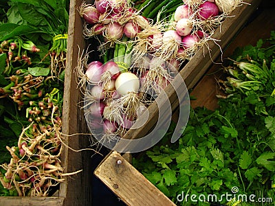 Closeup shot of fresh onions, spinach, coriander displayed on wooden crates Stock Photo