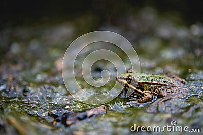 Closeup shot of a frog camouflaging in a pond Stock Photo