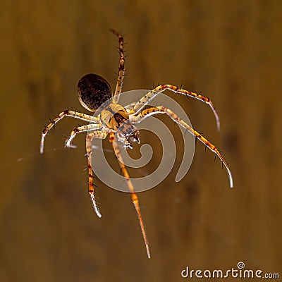 Closeup shot of the giant European cave spider Meta menardi (Tetragnathidae) Stock Photo