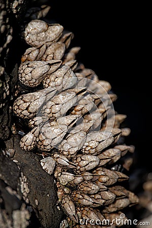 Closeup shot of Gooseneck barnacles Stock Photo
