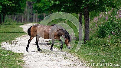 Closeup shot of a Gotland Russ breed horse grazing in the nature Stock Photo