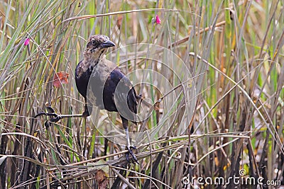 Closeup shot of a grackle perched on dry reeds. Stock Photo