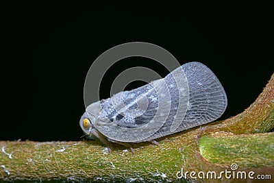 Closeup shot of a gray Citrus flatid planthopper standing on a green stem, with a black background Stock Photo