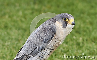 Closeup shot of a gray hawk standing in a park Stock Photo