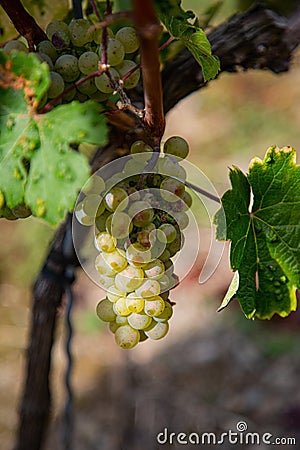 Closeup shot of green grapes growing on vineyard trees Stock Photo