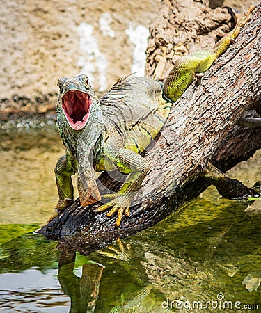 Closeup shot of a green iguana sitting on a piece of wood with an open mouth Stock Photo