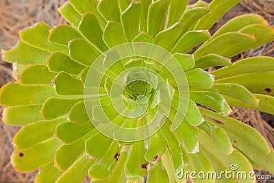 Closeup shot of a green pinwheel plant Stock Photo