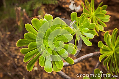 Closeup shot of green pinwheel plants Stock Photo