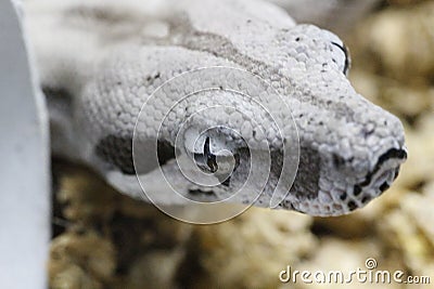 Closeup shot of a grey snake head Stock Photo