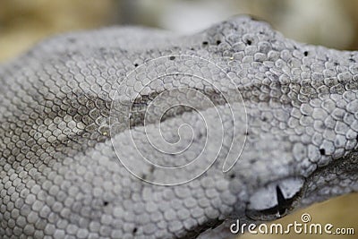 Closeup shot of a grey snake head Stock Photo