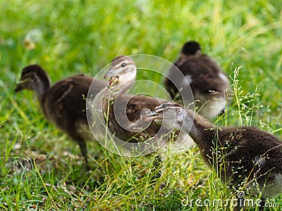 Closeup shot of a group of adorable ducklings on the grass Stock Photo